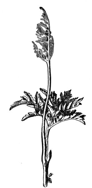 PLATE VIII TERNATE GRAPE FERN