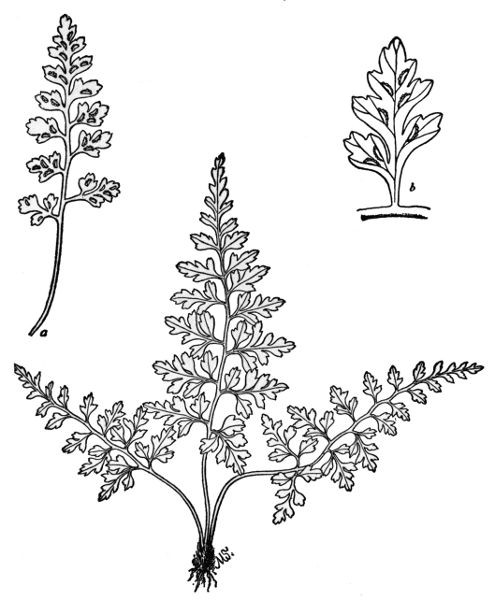 PLATE XVIII MOUNTAIN SPLEENWORT