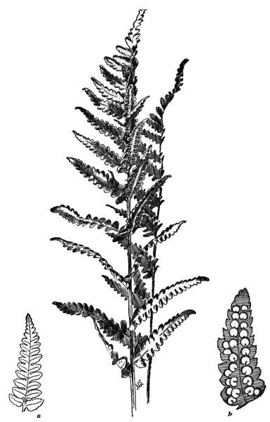 PLATE XXIX CRESTED SHIELD FERN