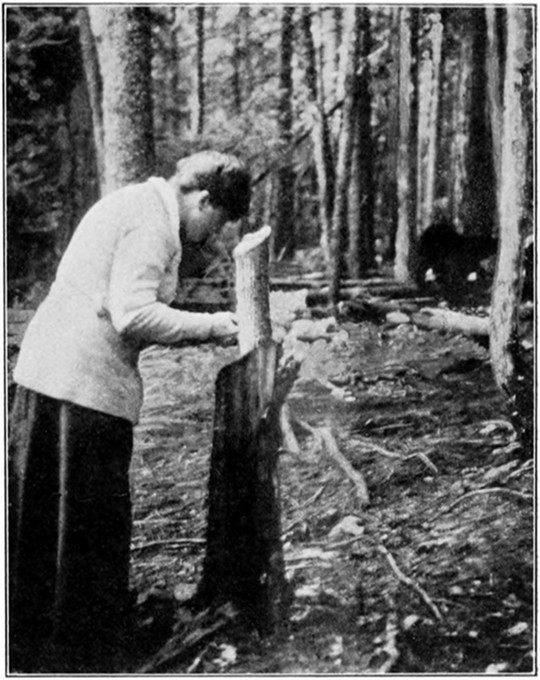 PHOTOGRAPHING A BEAR