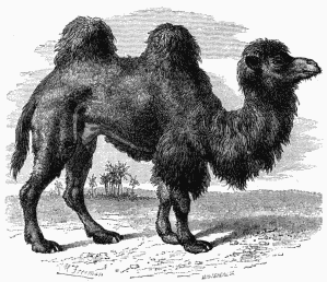 Bactrian Camel.