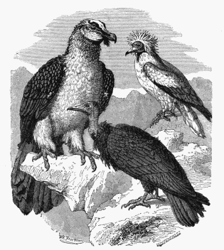 1. Gypaëtos, or Bearded Vulture. 2. Sociable Vulture. 3. Cathartes Percnopterus.