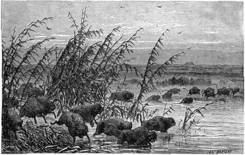 PRAIRIES OF NORTH AMERICA—STAMPEDO OF WILD BISONS.