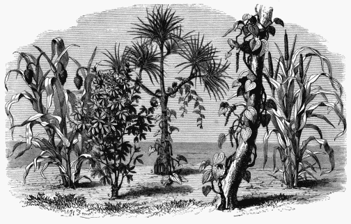 VEGETABLE LIFE IN THE AFRICAN PLAINS.  1. Guinea Corn (Pennicillaria spicata).   3. Manihot (Jatropha Manihot).   5. Screw Pine (Pandanus candelabrum). 2. Sorgho Grass (Sorghum cernuum).        4. Yam (Dioscorea alata).   6. Black Pepper (Piper nigrum).  