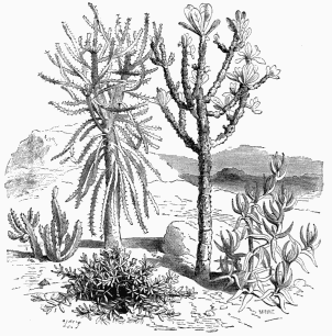 Vegetable Life in South Africa. 1. Mesembryanthemum inflexum.   2. Hottentot’s Fig (Mes. edule).   3. Euphorbia neriifolia. 4. Euphorbia grandidens.             5. Stapelia hirsuta.