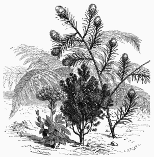 Vegetable Life of Cape Colony.  1. Helichrysum fruticosum.   2. Erica Cavendishiana.   3. Protea longifolia.   4. Todea Africana.