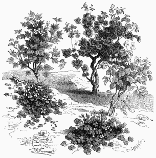 Vegetable Life of Cape Colony.  1. Pelargonium hederæfolium (Ivy-leaved Geranium).   2. Oxalis rosacea (Wood-Sorrel). 3. Pelargonium glaucum.   4. Pelargonium zonale (Zone-leaved Geranium). 5. Pelargonium tricuspidatum.