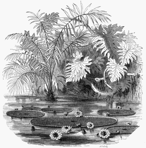 Aquatic Plants of Guiana.  1. Victoria regia.   2. Raphia tædigera.   3. Scyndapsus fragrans.