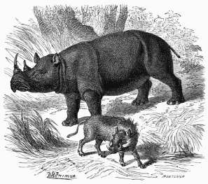 Rhinoceros.  African Phacocœrus (Chœripotamus Africanus).