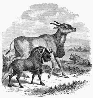 1. Antelope Gnu. 2. Oreas Lanna (or Eland). 3. Striped or Banded Gnu.