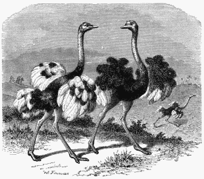 Ostriches (Struthio camelus).