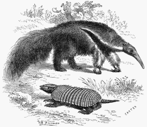 1. Armadillo Loricata. 2. Ant-Eater.