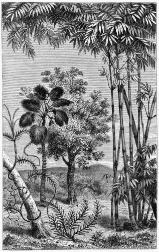 TROPICAL VEGETATION. 1. Calamus Rotang. 2. Bamboos. 3. Borassus flabelliformis. 4. Diospyros ebenum.