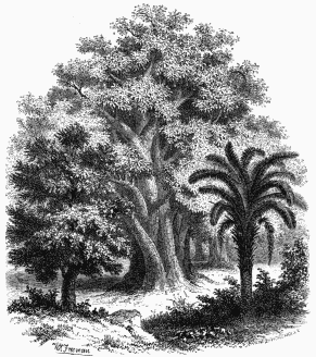 1. Baobab. 2. Elæis Guinensis, or Guinea Palm. 3. Acacia verek.