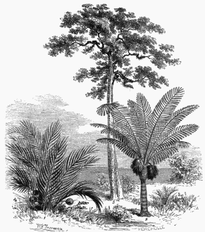 1. Nipa fruticans. 2. Sugar Palm (Areca saccharifera). 3. Ipo-Antiar (Antiaris toxicaria).