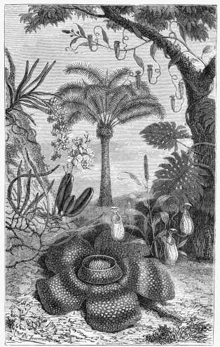 FLORA OF THE EAST INDIAN ISLANDS:—  1. Rafflesia Arnoldia. 2. Niphobolus pubescens. 3. Phalænopsis amabilis. 4. Ærides suaveolens. 5. Cycas circinnalis. 6. Nepenthes distillatoria. 7. Scindapsus pertusus.