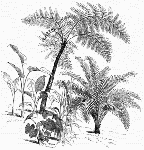 1. Blechnum Brasiliense. 2. Alsophila horrida. 3. Panicum plicatum. 4. Marauta. 5. Caladium violaceum.