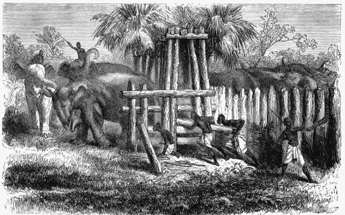 A CORRAL IN CEYLON.