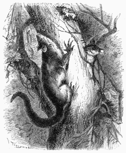 Cheiromys, or Aye-Aye of Madagascar.