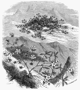 Rhododendrons of the Himalaya.  1. Rhododendron Pendulum. 2. Rhododendron Dalhousie. 3. Rhododendron Nivale.