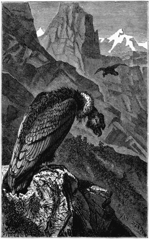 THE CONDOR OF THE ANDES.