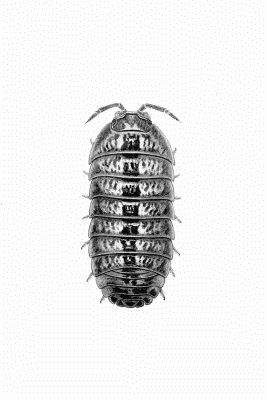 Plate XXIV Armadillidium pulchellum