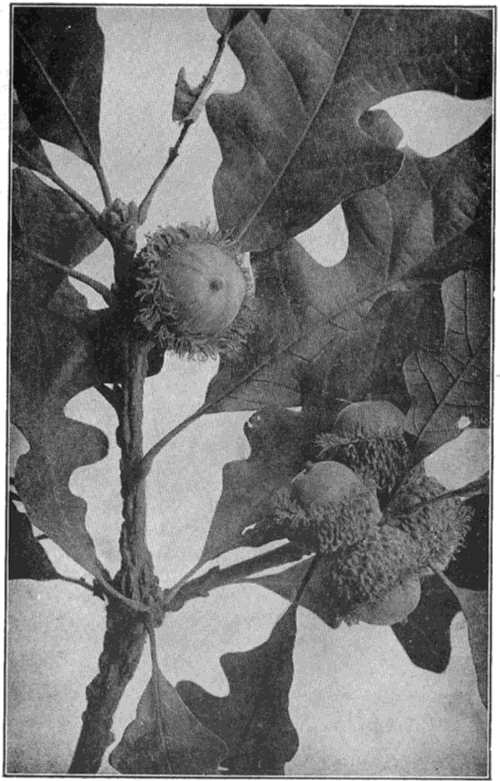 Leaves, mossy-cup acorns and warty twigs of the bur oak