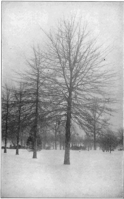 The horizontal limbs of the pin oak form a regular pyramidal head