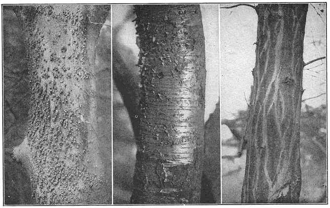 Warty bark of hackberry; Silky bark of black birch; Close, sinewy bark of hornbeam