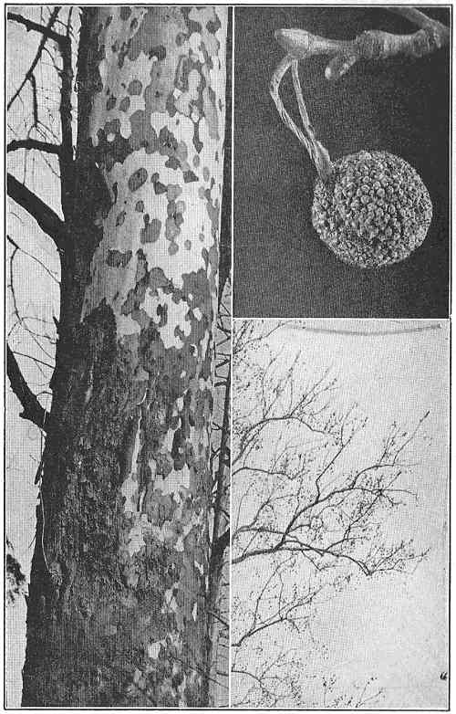 Blotched bark of sycamore, and its seed balls that hang all winter