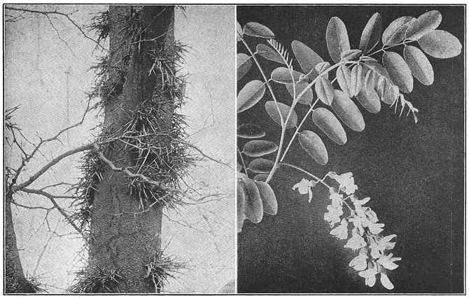 Clustered thorns on trunk of honey locust tree; Flowers and foliage of the black locust