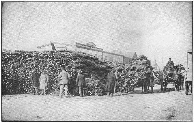 Thousands of little balsam firs supply the market with Christmas trees