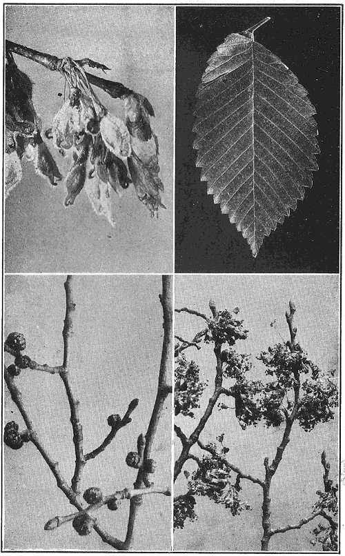 The winter flower buds, the blossoms, the full-grown winged seeds, and the ribbed leaf of our American elm