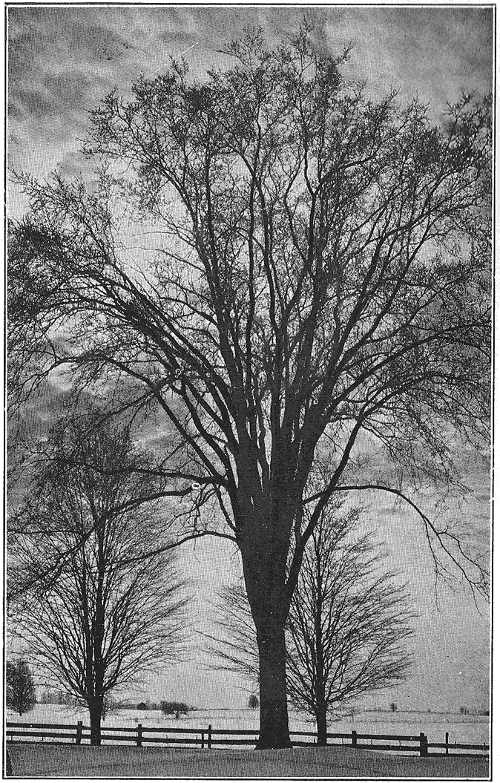 The majestic, fan-shaped elm blossoms while snow is still on the fields