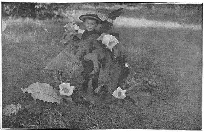 Leaves and flowers of the ear-leaved cucumber tree are the largest in the magnolia family