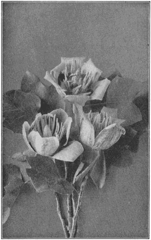 The orange-yellow flower cups and squared leaves of the tulip tree