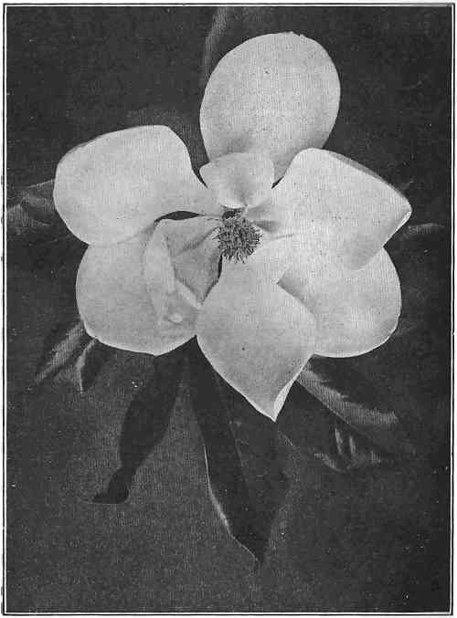 Waxy flower of the evergreen magnolia, usually eight inches across when open