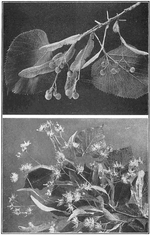 Fruits, leaves and flowers of basswood tree, called also linden