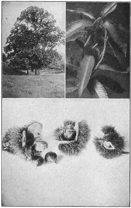 Chestnut trees blossom in July, and the nuts drop after the first severe frost