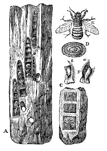 Post tunnelled by carpenter-bees