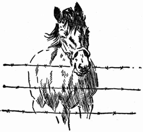 Horse behind fence