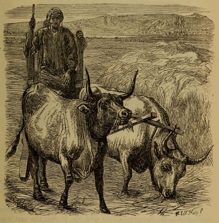 oxen