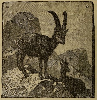 mouflon