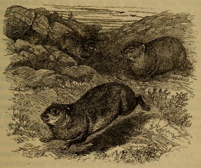 hyrax