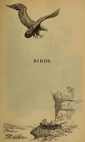 birds