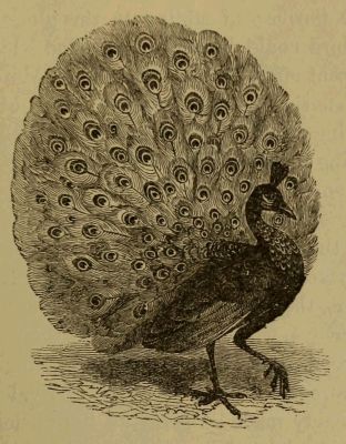 peacock