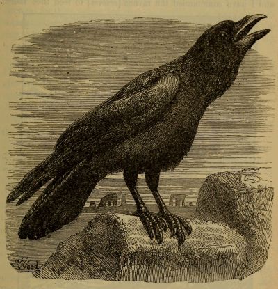 raven