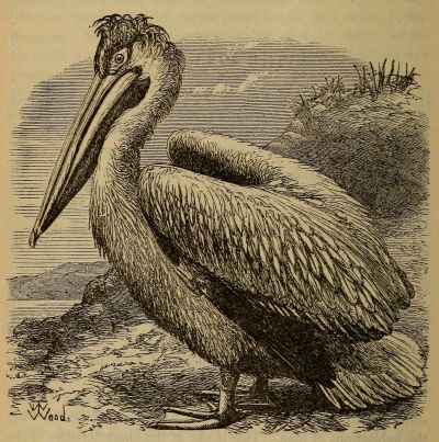 pelican