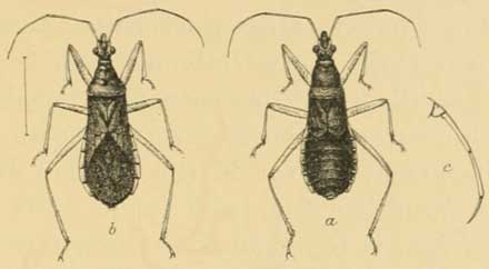 Head and Proboscis of Conorhinus sanguisugus