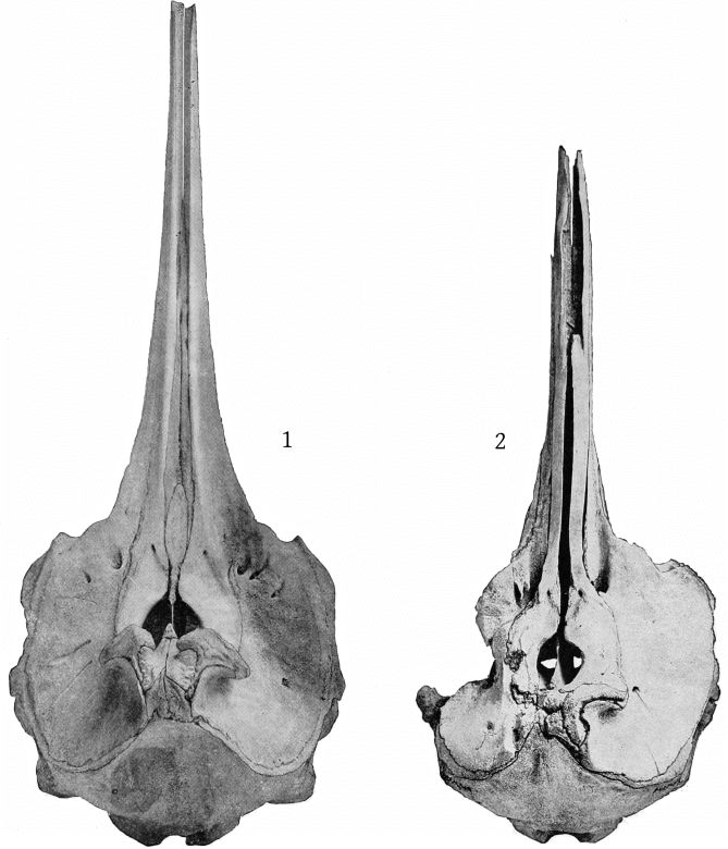 Plate 1 SKULLS OF MESOPLODON